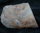 Large Blue Forest Petrified Wood Limb Section #7992-1